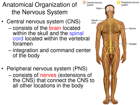 anatomical organisation of nervous system