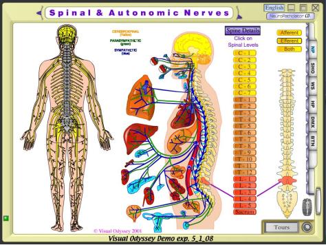 Spinal Autonomic Nerves
